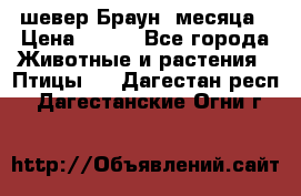 шевер Браун 2месяца › Цена ­ 200 - Все города Животные и растения » Птицы   . Дагестан респ.,Дагестанские Огни г.